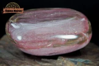 Galet de bois fossile