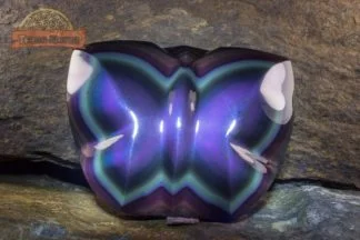 Papillon Obsidienne Oeil Céleste / Arc en Ciel AAA
