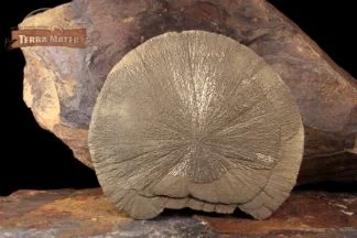 Pyrite dollar