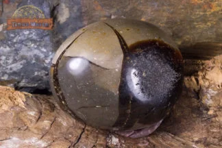Galet de septaria de Madagascar